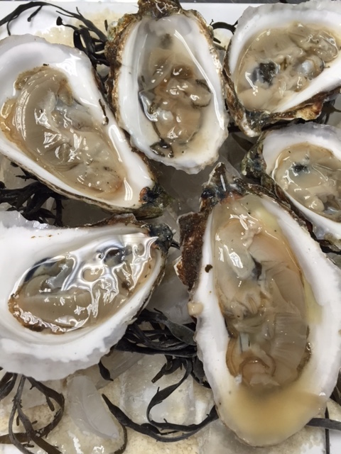 oysters.JPG